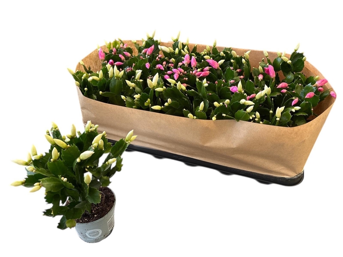 <h4>SCHLUMB GEM 2 KL</h4>