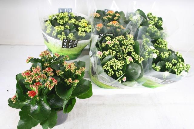 <h4>KAL GE GEM 5 KL</h4>