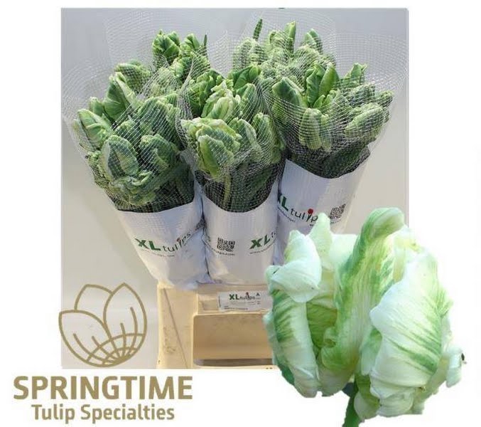 <h4>Tu Papegaai Super Parrot XL Tulips</h4>