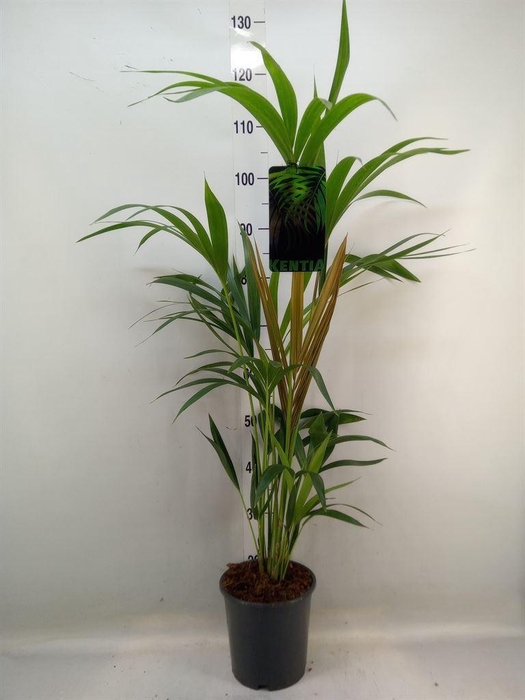<h4>Howea forsteriana</h4>