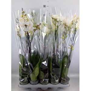 Phalaenopsis   ...white