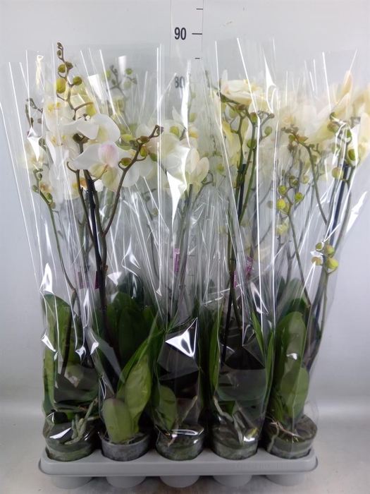 <h4>Phalaenopsis   ...white</h4>