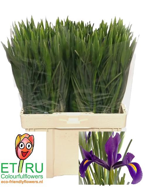 <h4>IRIS HONG KONG</h4>