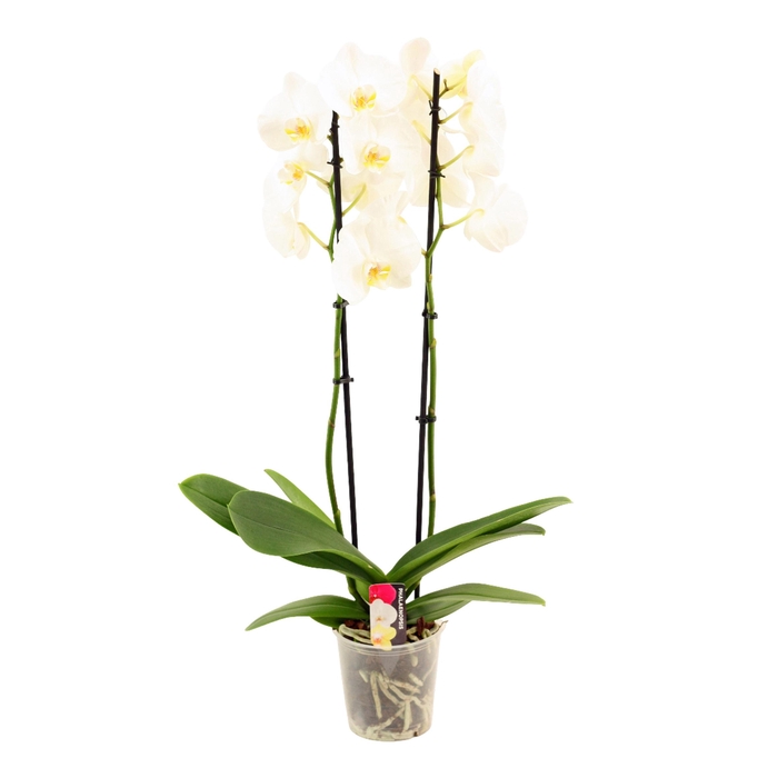 <h4>PHAL OV WIT</h4>