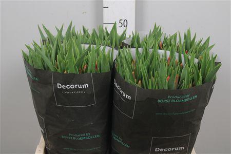 <h4>Tu En Tarzan</h4>