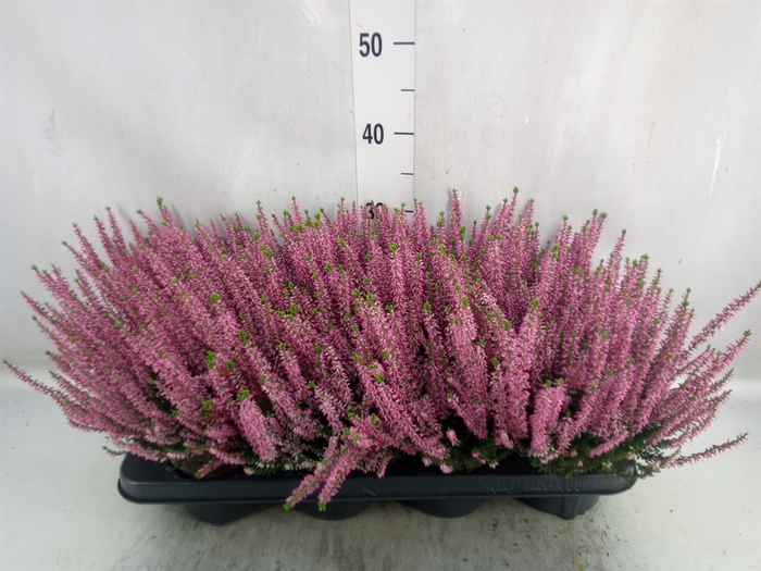 <h4>Calluna vulg. 'Beauty L Michelle'</h4>