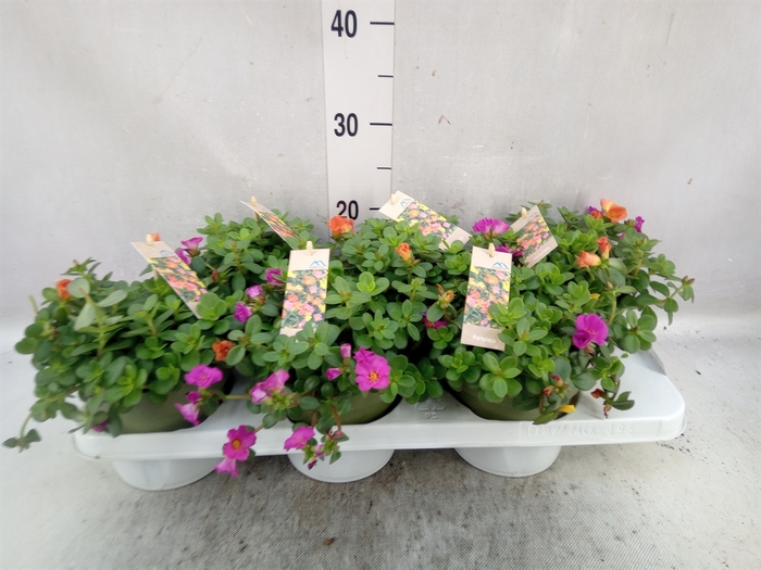 <h4>Portulaca   ...mix in pot</h4>