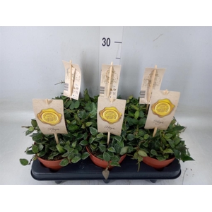 Hoya krohniana 'Splash'