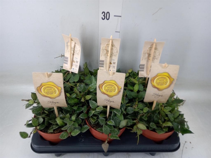 <h4>Hoya krohniana 'Splash'</h4>