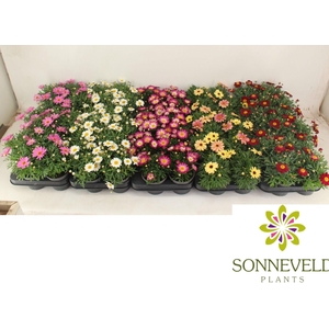 Argyranthemum mix layer