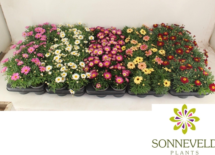 <h4>Argyranthemum mix layer</h4>
