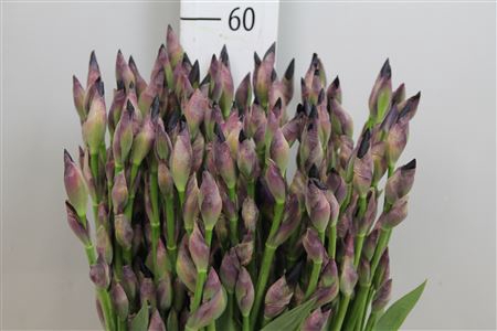 <h4>Iris G Cup Race</h4>