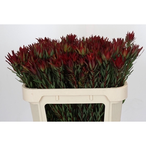 Leucadendron Blush