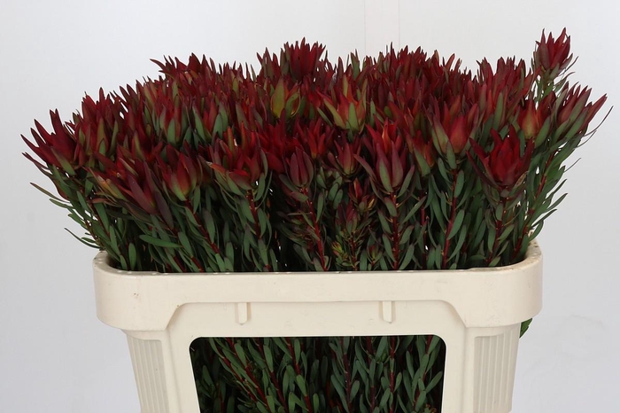 <h4>Leucadendron Blush</h4>