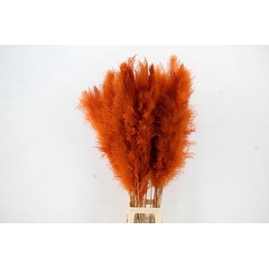 DF Pampas 130cm Orange