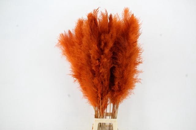 <h4>DF Pampas 130cm Orange</h4>