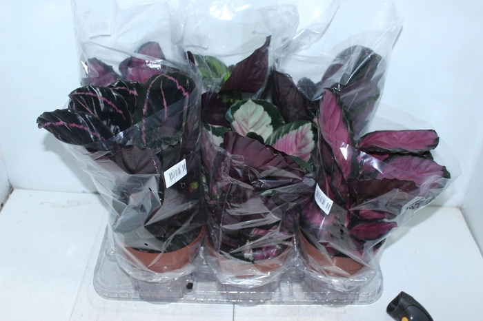 <h4>CALATHEA P17 VARIADO</h4>