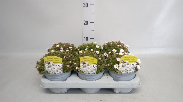 <h4>Saxifraga arend.</h4>