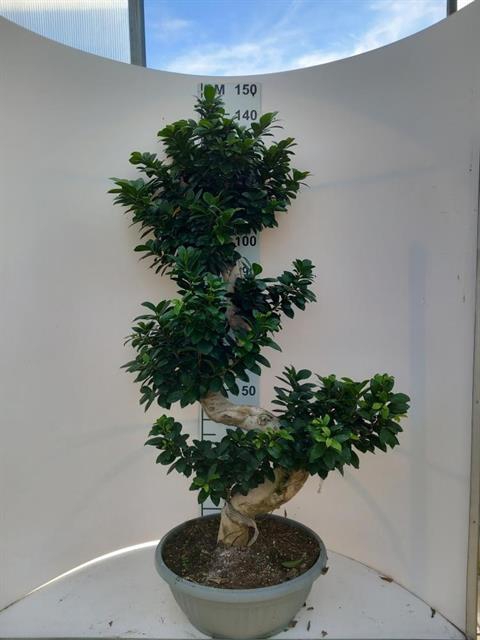Ficus mi Ginseng 45Ø 150cm 1pp