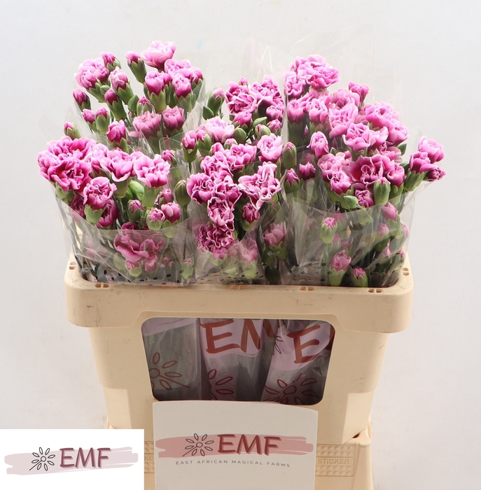 <h4>Di Tr Enigma</h4>