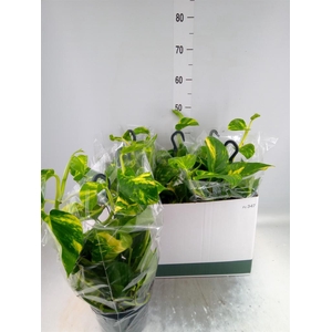 Epipremnum pinn.   HG