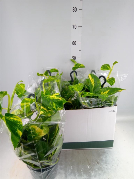 <h4>Epipremnum pinn.   HG</h4>