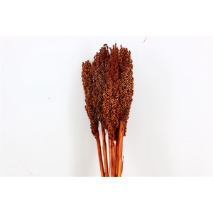 Dried Sorghum 6pc Dark Brown Bunch