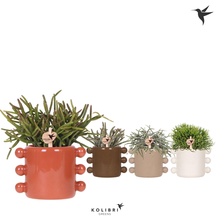 <h4>Kolibri Greens Rhipsalis mix in Boho pot mix</h4>