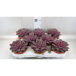 Echeveria   ...