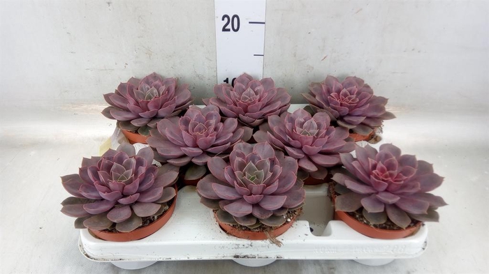 <h4>Echeveria   ...</h4>