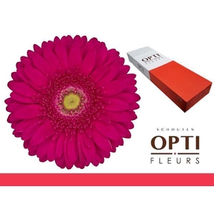 Gerbera Riley Doos