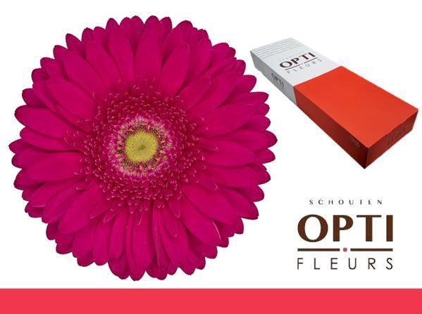 <h4>Gerbera Riley Doos</h4>