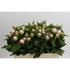 Paeonia (Herb. Hybrid Grp) 'Pink Vanguard'