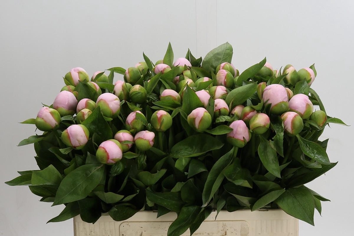 <h4>Paeonia (Herb. Hybrid Grp) 'Pink Vanguard'</h4>