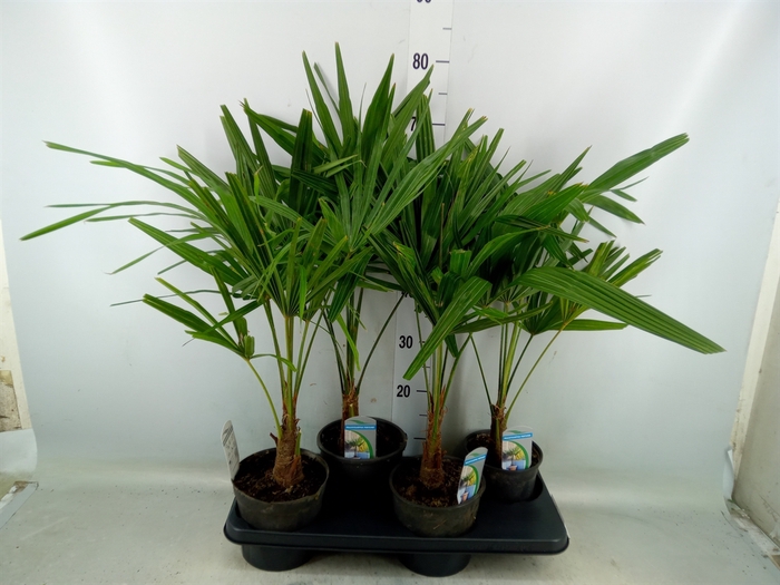 <h4>Trachycarpus fortunei</h4>