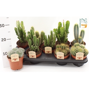 CACTUS GEM
