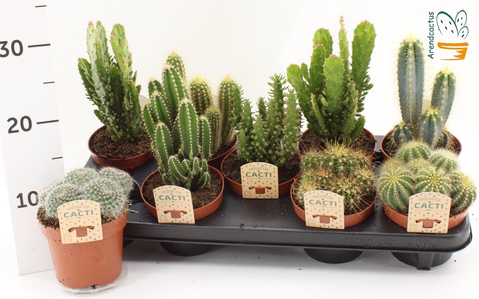 <h4>CACTUS GEM</h4>