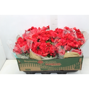 BEGONIA BALADIN P15