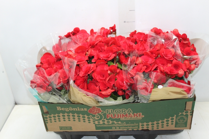 <h4>BEGONIA BALADIN P15</h4>