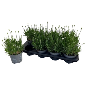 Lavandula Aromance White