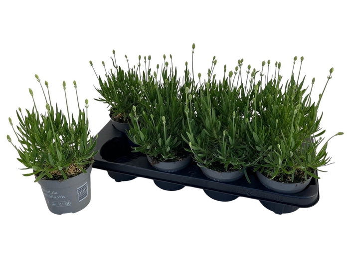 Lavandula Aromance White