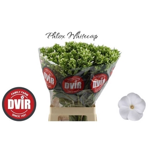 Phlox P Whitecap