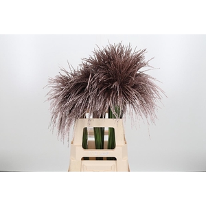 Miscanthus Kl Bh Champagne