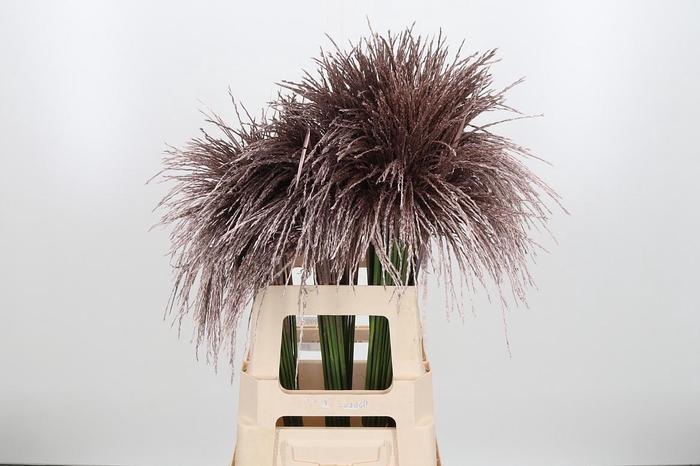 <h4>Miscanthus Kl Bh Champagne</h4>