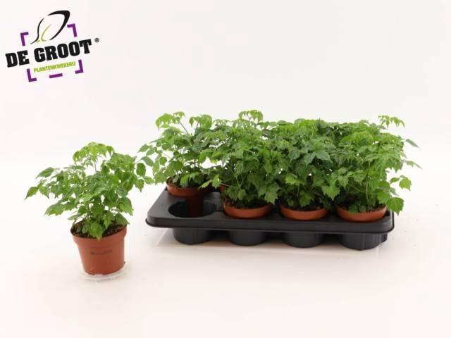 <h4>RADERMACHERA SINICA</h4>