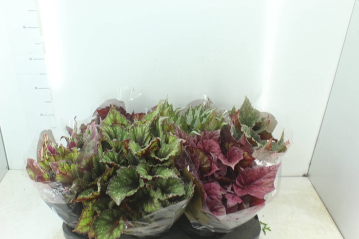 <h4>BEGONIA BELEAF P15 PO</h4>