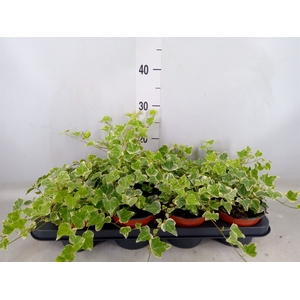 Hedera helix 'White Wonder'