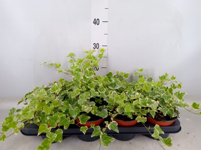 <h4>Hedera helix 'White Wonder'</h4>