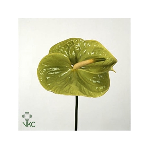 Anthurium Midori