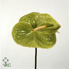 ANTHURIUM A MIDORI